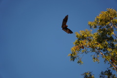 Pteropus rodricensis