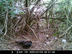 Turdus merula