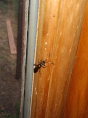 Ichneumon annulatorius