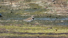 Charadrius dubius