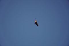 Pteropus rodricensis