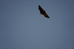 Pteropus rodricensis