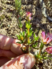Lampranthus aduncus