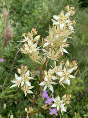 Zigadenus