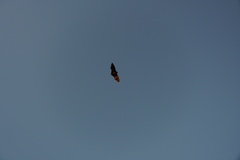 Pteropus rodricensis