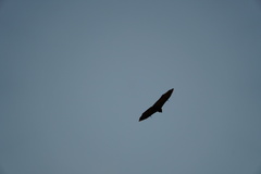 Pteropus rodricensis