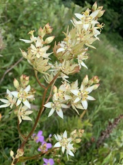 Zigadenus
