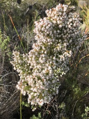 Erica ecklonii