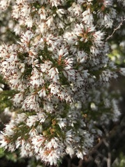 Erica ecklonii