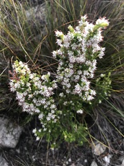 Erica ecklonii