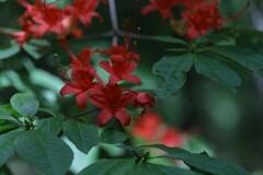 Rhododendron prunifolium