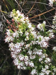 Erica ecklonii
