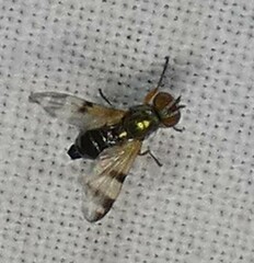 Chaetopsis fulvifrons
