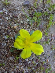 Moraea fugacissima