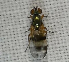 Chaetopsis fulvifrons