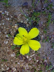 Moraea fugacissima