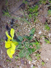 Moraea fugacissima