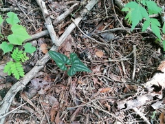 Smilax aspera