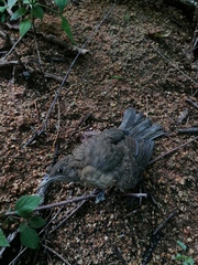 Turdus grayi