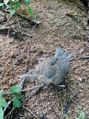Turdus grayi