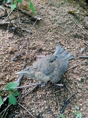 Turdus grayi