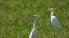 Bubulcus ibis
