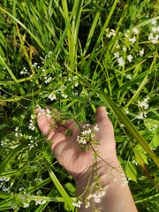 Galium rivale