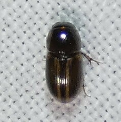 Labarrus cincticulus