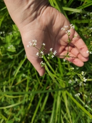 Galium rivale