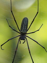 Nephila constricta