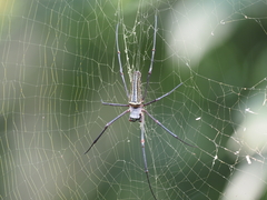 Nephila constricta