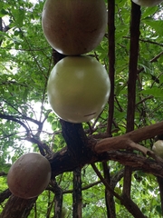 Cucurbitaceae