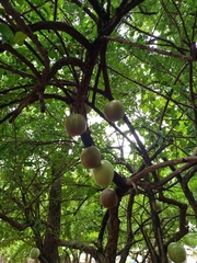 Cucurbitaceae