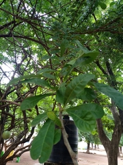 Cucurbitaceae