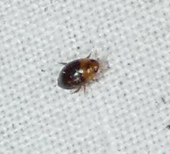 Suphisellus puncticollis