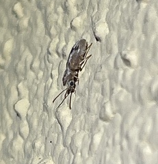 Notoxus desertus