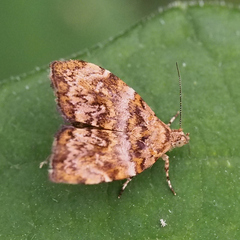 Choreutis hyligenes