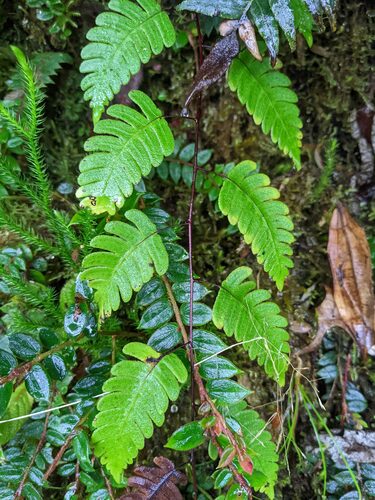 Cyathea latevagans