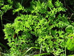 Annesorhiza macrocarpa