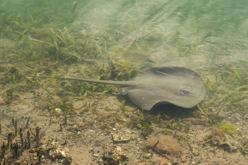 Caribbean Whiptail Stingray, photo 6 of 10