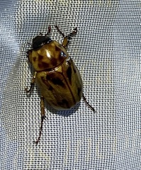 Cyclocephala lunulata