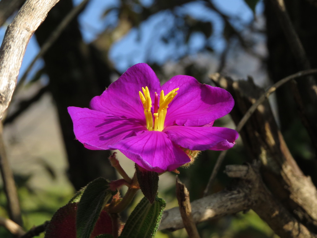 Beddome's Osbeckia