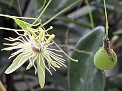 Passiflora lutea