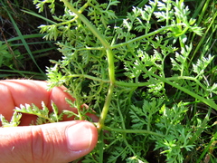 Annesorhiza macrocarpa