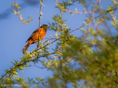 Icterus spurius spurius