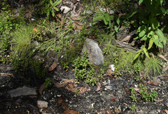 Fimbristylis acuminata
