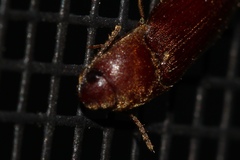 Schizophilus subrufus
