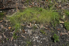 Fimbristylis acuminata