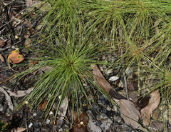Fimbristylis acuminata
