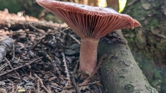 Lactarius subpurpureus